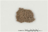 藏品(白髮苔屬)的圖片